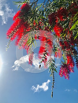 Honey bee and red weeping bottlebrush under blue sky. back light.