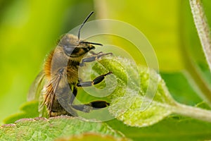Honey bee resting on a leaf.