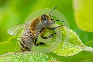 A Honey bee resting on a leaf.