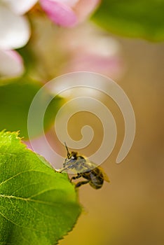 Honey bee rests on a green leaf from a blooming apple tree