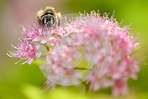 Honey bee rests on a large pink flower