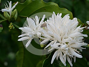 Honey bee on Robusta coffee blossom on tree plant with green leaf with black color in background