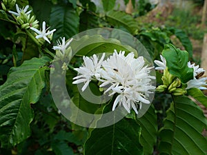 Honey bee on Robusta coffee blossom on tree plant with green leaf with black color in background