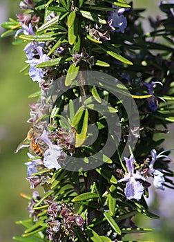 Honey Bee on Rosemary Flowers photo