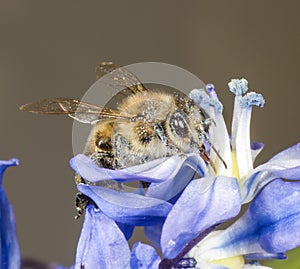 Honey Bee on Scilla Sibirica photo