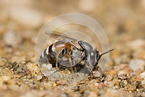 Honey Bee search for mineral