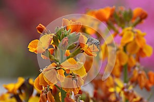 A honey bee searches for pollen on the  colorful flower blossoms