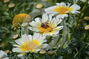 Honey Bee searching for food during spring in yellow core of a white flower petals for pollination in park garden