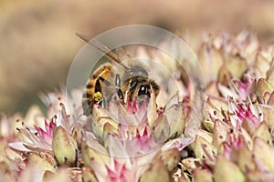 Honey bee on Sedum 'Matrona