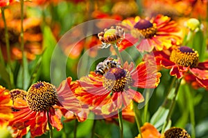 Honey bee sips nectar from gaillardia flower