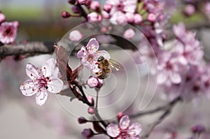 Honey bee sit on cherry flower , piking nectar. Beekeeping. Spring time. Blooming tree