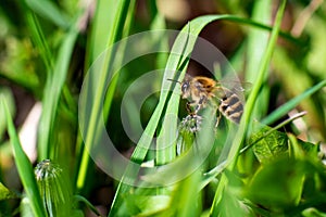 A honey bee sits on a green blade of grass. Close-up