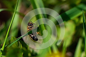 A honey bee sits on a green blade of grass. Close-up