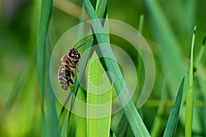 A honey bee sits on a green blade of grass. Close-up