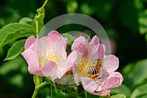 Honey bee pollinates pink flower