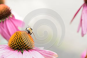 A honey bee sits on top of a echinacea flower with soft bokeh background