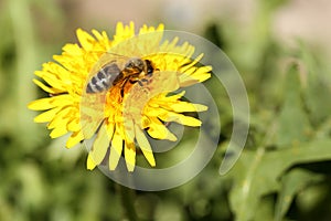 A honey bee is sitting on a dandelion