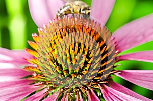 honey bee sitting on the echinacea purpurea flower/honey Bee Pol