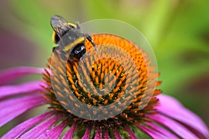 Honey bee sitting on the Echinacea purpurea flower, selective focus