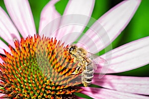 honey bee sitting on the echinacea purpurea/honey Bee Pollinating/honey bee sitting on the echinacea purpurea flower