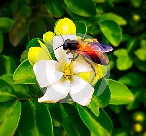 Honey bee sitting on a flower. photo