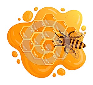 Honey bee sitting on honeycomb. Cartoon honey comb with sweet melting honey, honeycraft and beekeeping flat vector illustration