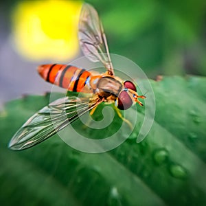 Honey bee sitting on a leaf