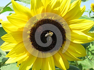 Honey bee is sitting on a sunflower