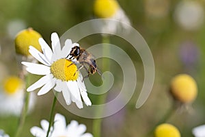 Honey bee sitting on white daisy in field of flowers