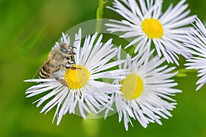A honey bee sitting on white and yellow fowers photo