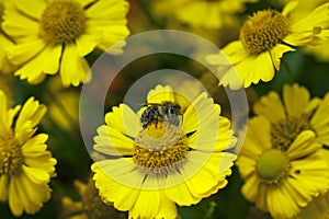 A honey bee sitting on a yellow daisy