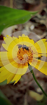 The Honey bee is sitting on a yellow flower