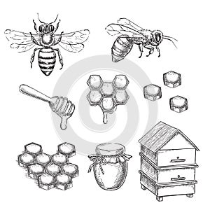 Honey and bee sketch vector illustration. Honeycombs, pot and hive hand drawn isolated design elements