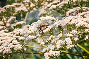 Honey bee on St. Catherine`s Lace Eriogonum giganteum flowers photo