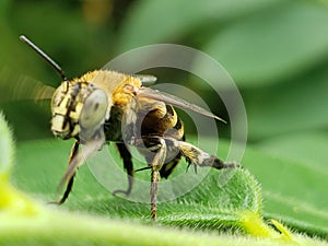 Honey bee is standing on a leaf. close up