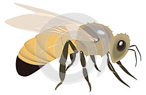 honey bee stay insect vector illustration transparent background