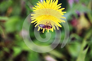 Honey bee sucking nectar