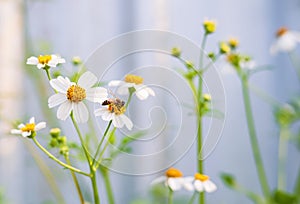 Honey bee sucking nectar from white Spanish needle flower with blurred background of white picket fence in front of home