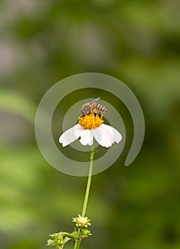Honey Bee Sucking nectar from white Spanish needle Flower on blurred green Natural background in Vertical frame
