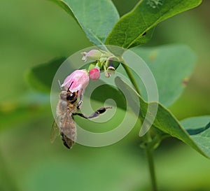 Honey Bee sucks nectar from a Flower of Common Snowberry Symphoricarpos albus