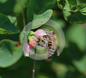 Honey Bee sucks nectar from a Flower of Common Snowberry Symphoricarpos albus