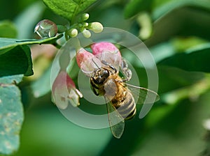 Honey Bee sucks nectar from a Flower of Common Snowberry Symphoricarpos albus