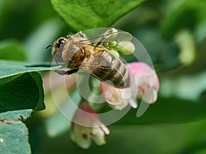 Honey Bee sucks nectar from a Flower of Common Snowberry Symphoricarpos albus