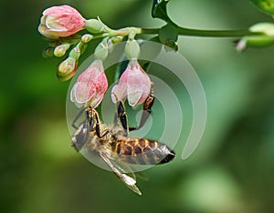 Honey Bee sucks nectar from a Flower of Common Snowberry Symphoricarpos albus