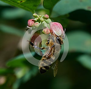 Honey Bee sucks nectar from a Flower of Common Snowberry Symphoricarpos albus