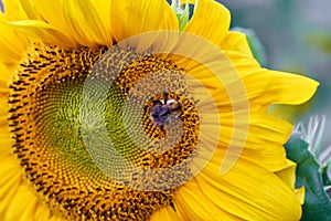 Honey bee on sunflower