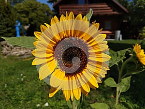 Včela medonosná na květ slunečnice v přírodě nebo na zahradě.
