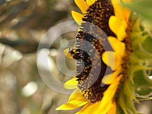 Honey,  bee, and, sunflower, frlora, fauna, micro, macro