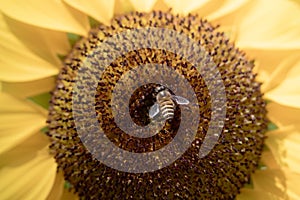 Honey Bee with Sunflower in the Nature.