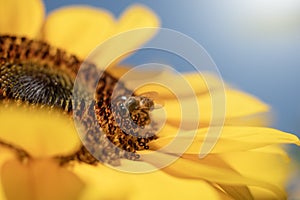 Honey Bee with Sunflower in the Nature.